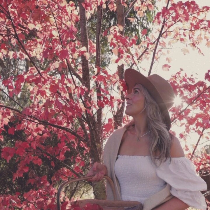 AOR Autumn Tree scaled uai