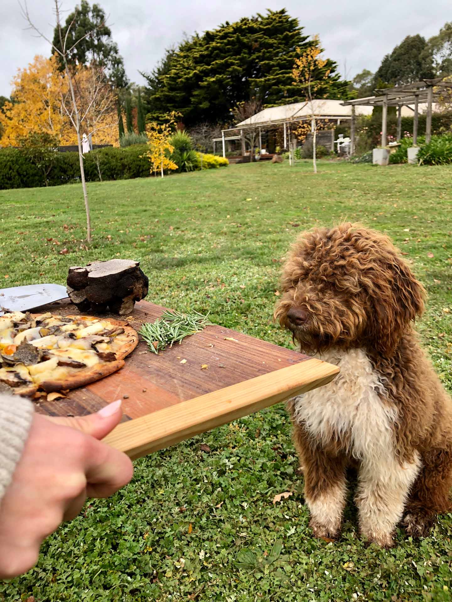 Black Cat Truffles