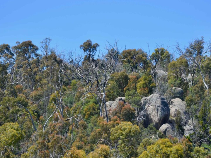Black Hill Reserve 1 uai
