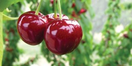 cherries IMG 5923 copy 2 uai