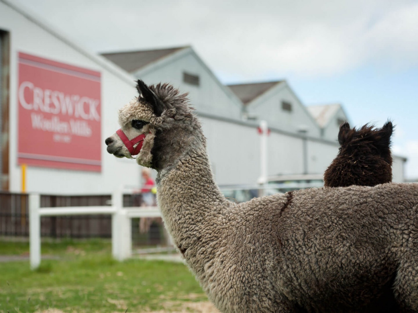 Creswick Woollen Mills-1 6 Creswick Woollen Mills 1 uai