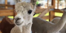 Creswick Woollen Mills 2 uai