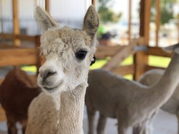 Creswick Woollen Mills 2 uai
