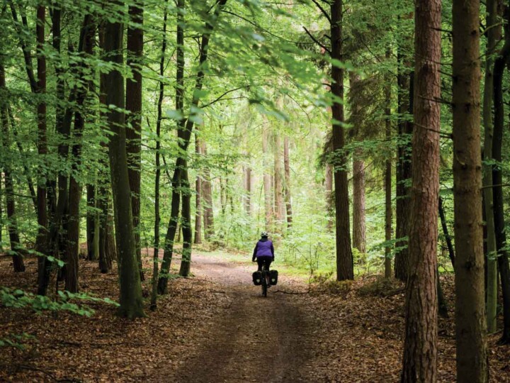 forest cycling uai