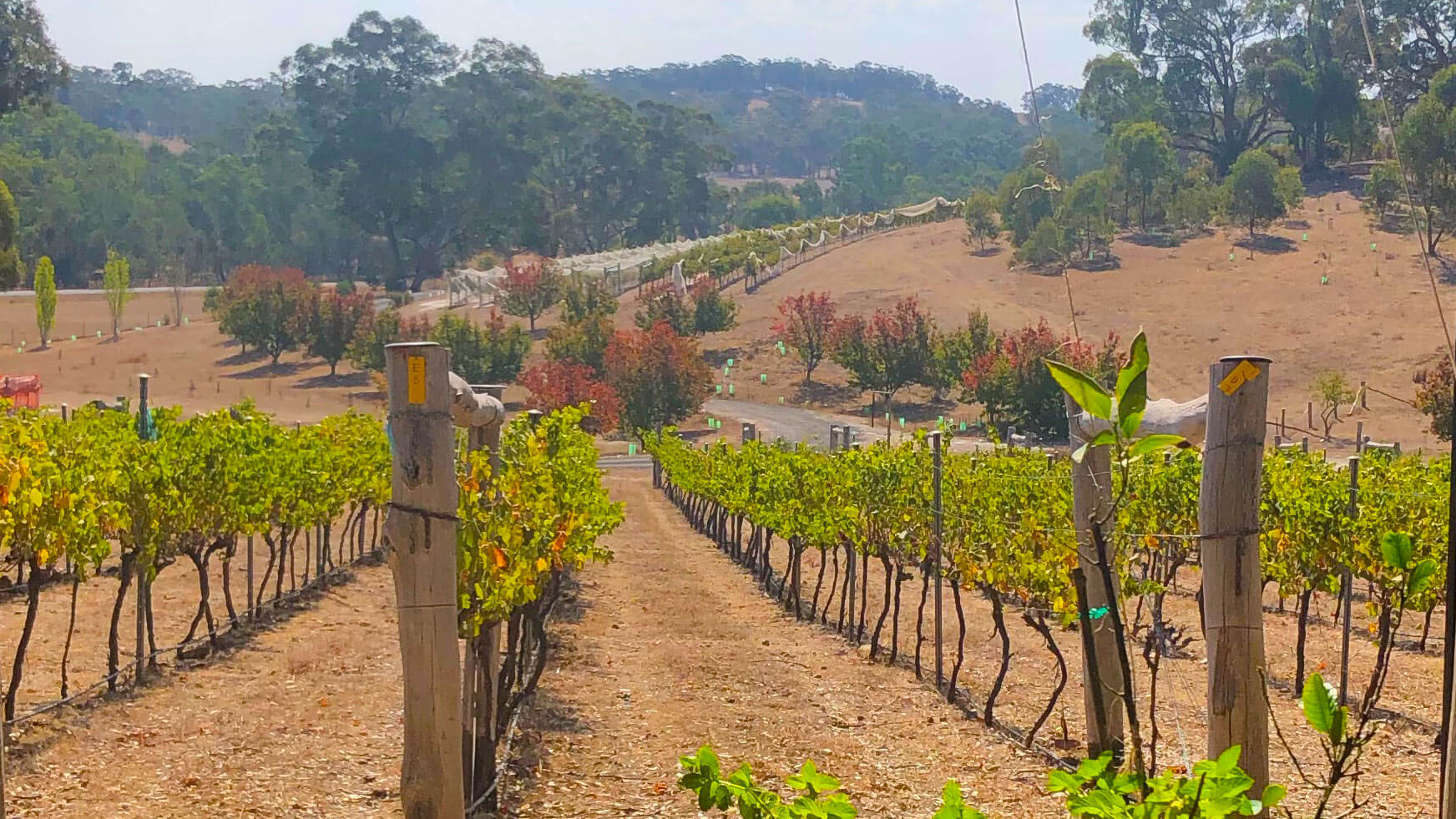 Guildford Vineyard
