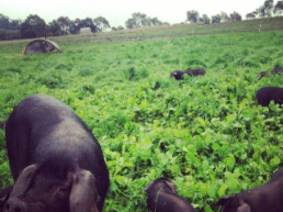 jonai farm 4 uai