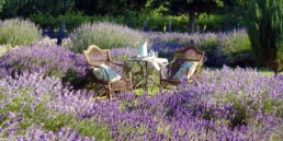 Lavandula 1 uai