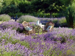 Lavandula 1 uai