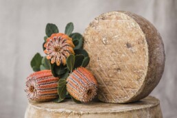longpaddockherobanksia 3168 hires uai