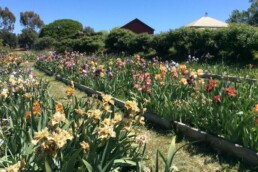 Malmsbury Village Farmers Market 6 uai