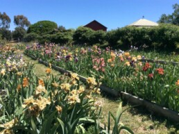 Malmsbury Village Farmers Market 6 uai