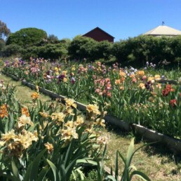 Malmsbury Village Farmers Market 6 uai