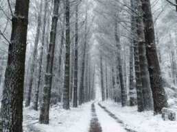 Mount Macedon snow Photo one time use only Lauren Fowler uai