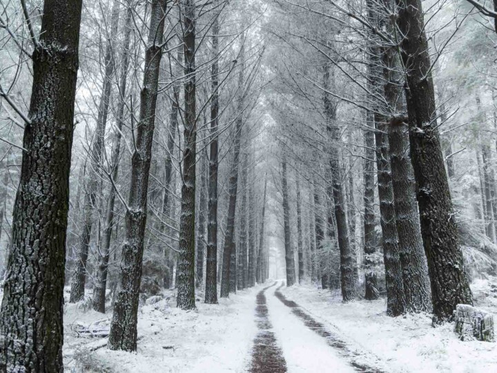 Mount Macedon snow Photo one time use only Lauren Fowler uai