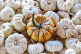 pumpkin uai
