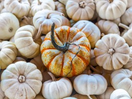 pumpkin uai