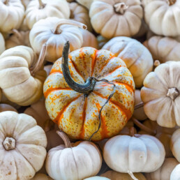 pumpkin uai