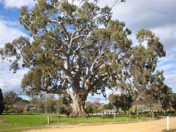 The Big Tree